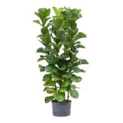 Ficus Lyrata Bambino - HydroCare -Indoor Plants Ficus lyrata Bambino Hydroculture 28 19x120cm 4Stems