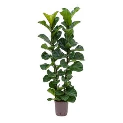 Ficus Lyrata Bambino - HydroCare -Indoor Plants Ficus lyrata Bambino Indoor Plant Hydroculture 18 19 120cm Stems