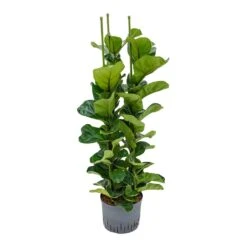 Ficus Lyrata Bambino - HydroCare -Indoor Plants Ficus lyrata Bambino Indoor Plant Hydroculture 25 19 130cm 3 Stems