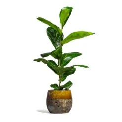 Lindy Plant Pot - Ochre -Indoor Plants Ficus lyrata Fiddle Leaf Fig 17x60cm 1 stem Lindy Plant Pot Ochre 23x20cm 2 bacff52a 46f0 4ca7 a287 adbc8f20e405