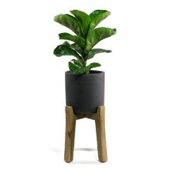 Charlie Plant Pot - Tall Stand - Black Washed -Indoor Plants Ficus lyrata Fiddle Leaf Fig Charlie Plant Pot Tall Stand Black Washed