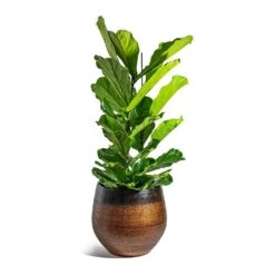 Mya Plant Pot - Shiny Mocha -Indoor Plants Ficus lyrata Fiddle Leaf Fig Mya Plant Pot Shiny Mocha 42cm c4532f4d 912e 450c 885d 734e1e0e1685