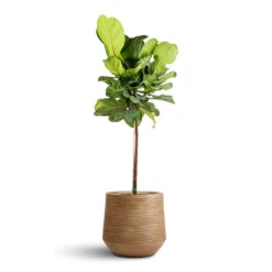 Ficus Lyrata - Fiddle Leaf Fig - Straight Stem