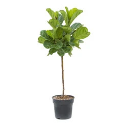 Ficus Lyrata - Fiddle Leaf Fig - Straight Stem -Indoor Plants Ficus lyrata Fiddle Leaf Fig Straight Stem ec34605d c612 468d 84c0 3693bfc1d201