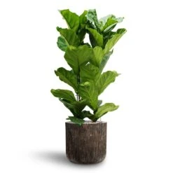 Luxe Lite Waterfall Cylinder Planter - Bronze 20 Luxe Lite Waterfall Cylinder Planter - Bronze -Indoor Plants Ficus lyrata Hydroculture 2 stems Luxe Lite Waterfall Cylinder Planter Bronze 40 x 38cm 8effff35 f782 401c 9158 c06d2ac77648