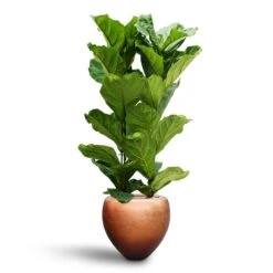 Metallic Couple Plant Pot - Matt Copper 14 Metallic Couple Plant Pot - Matt Copper -Indoor Plants Ficus lyrata Hydroculture 2 stems Metallic Couple Plant Pot Matt Copper 50 x 45cm 75a03511 dd25 4668 9c54 3ff8c2803aab