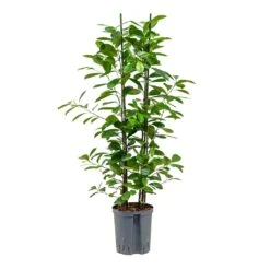 Ficus Moclame - HydroCare -Indoor Plants Ficus moclame Hydroculture 18 19x100cm 2stems
