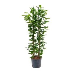 Ficus Moclame - HydroCare -Indoor Plants Ficus moclame Hydroculture 22 19x110cm 2stems