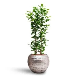 Ficus Moclame - HydroCare -Indoor Plants Ficus moclame Hydroculture Opus Hammered Globe Planter Silver