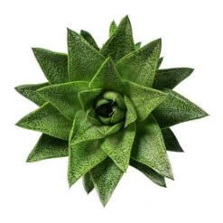 Gasteria D Tiga - Ox Tongue 12 Gasteria D Tiga - Ox Tongue -Indoor Plants Gasteria D Tiga Ox Tongue 10.5cm Above