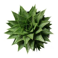 Gasteria D Tiga - Ox Tongue 16 Gasteria D Tiga - Ox Tongue -Indoor Plants Gasteria D Tiga Ox Tongue 17cm Above