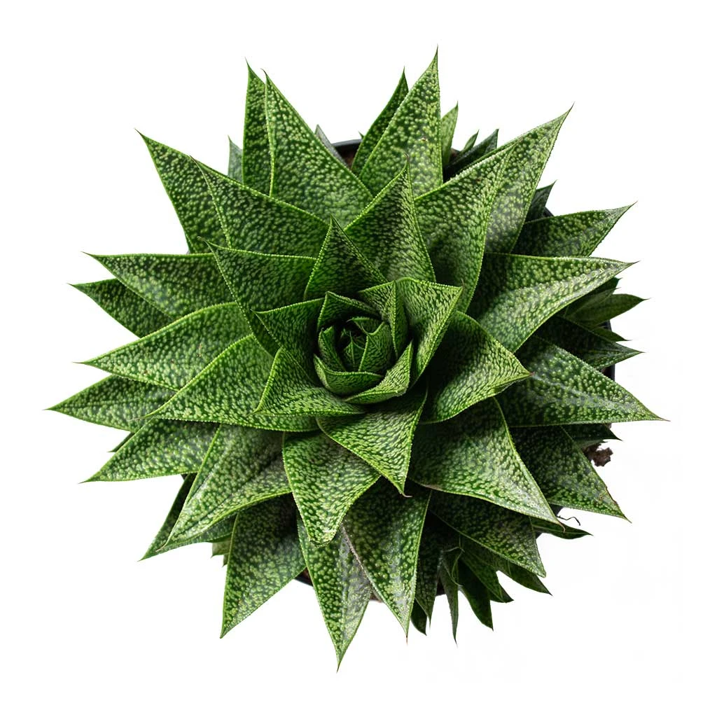 Gasteria D Tiga - Ox Tongue 7 Gasteria D Tiga - Ox Tongue - Image 7