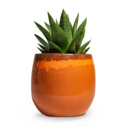 Charlotte Plant Pot - Orange -Indoor Plants Gasteria D Tiga Ox Tongue Houseplant 10.5x15cm Plant Pot Charlotte Orange 15x13cm
