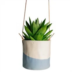 Gasteria D Tiga - Ox Tongue 18 Gasteria D Tiga - Ox Tongue -Indoor Plants Gasteria D Tiga Ox Tongue Houseplant 10.5x15cm Plant Pot Dip Hanging 12x12cm