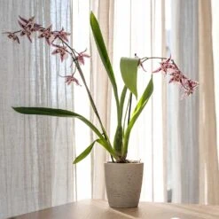 Gerben Plant Pot - Grey Washed 18 Gerben Plant Pot - Grey Washed -Indoor Plants Gerben Plant Pot Grey Washed Plant Pot Orchid Plant