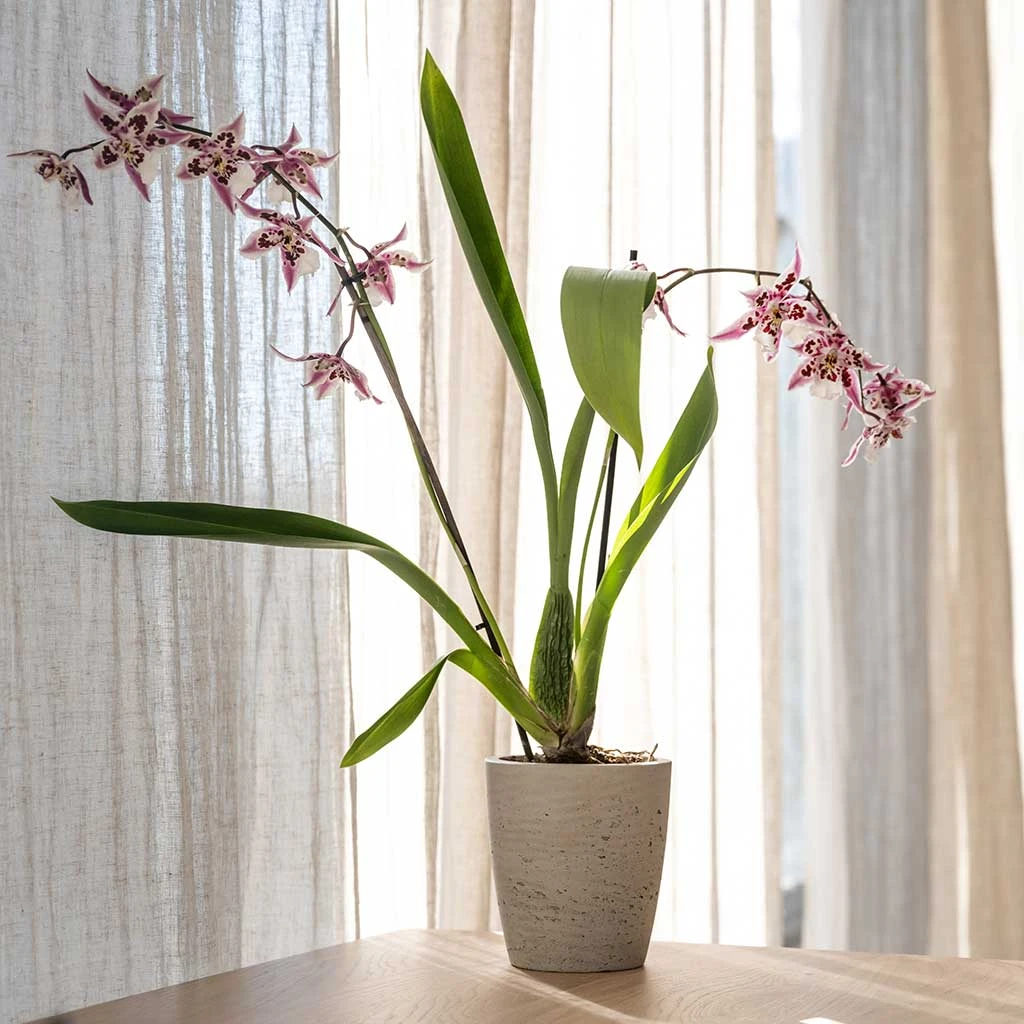 Gerben Plant Pot - Grey Washed 9 Gerben Plant Pot - Grey Washed - Image 9