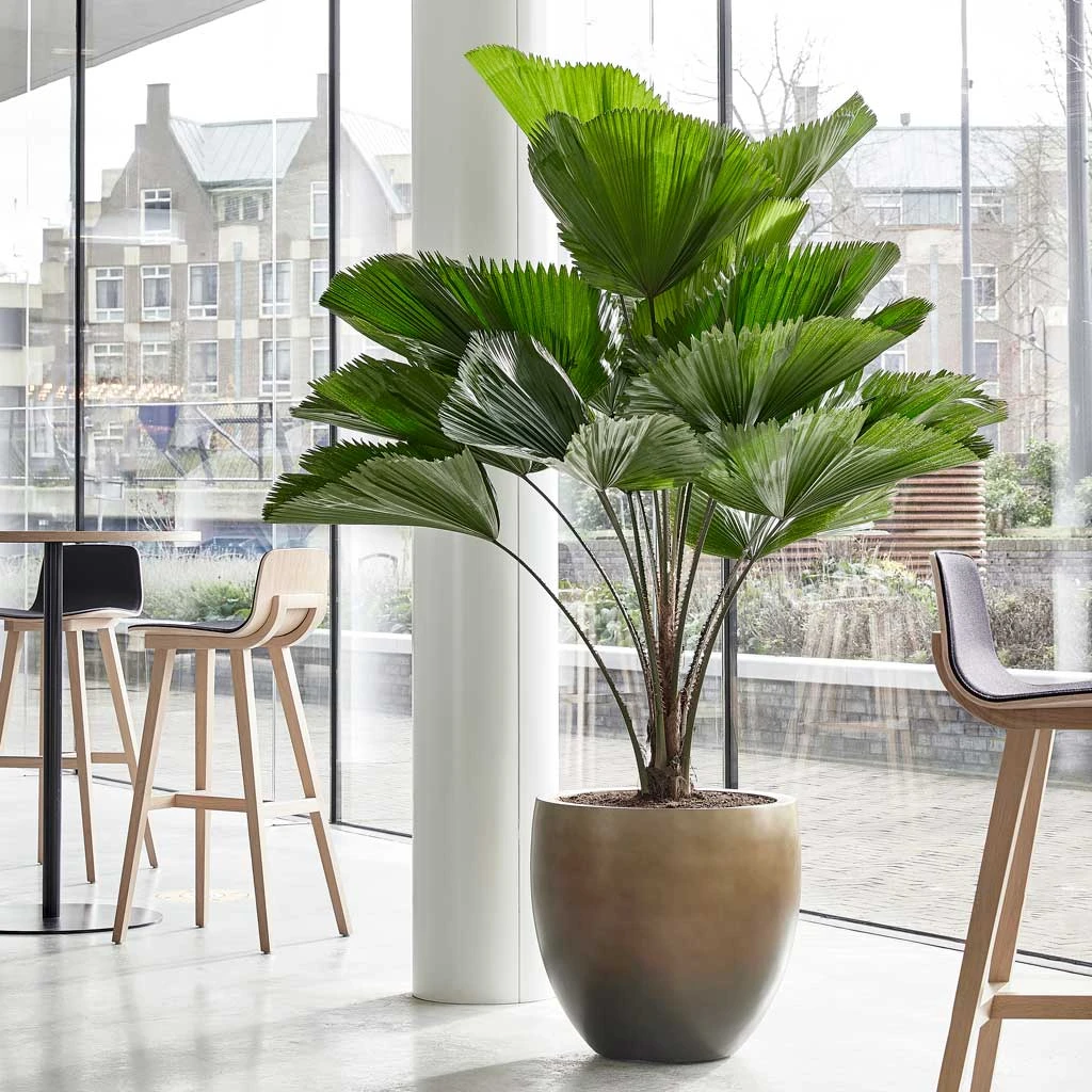 Gradient Balloon Planter - Matt Honey 6 Gradient Balloon Planter - Matt Honey - Image 6