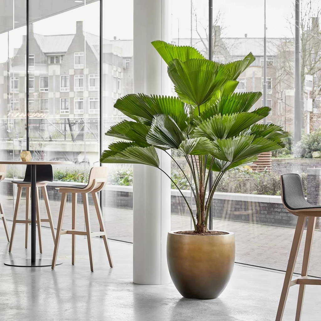 Gradient Balloon Planter - Matt Honey 2 Gradient Balloon Planter - Matt Honey - Image 2