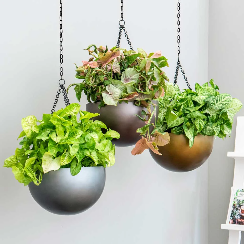 Gradient Hanging Plant Bowl - Matt Honey 2 Gradient Hanging Plant Bowl - Matt Honey - Image 2
