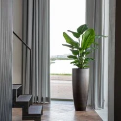 Gradient Partner Planter - Matt Grey -Indoor Plants Gradient Partner Planter Matt Grey 4