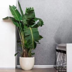 Grigio New Egg Pot Planter - Antique White Concrete -Indoor Plants Grigio New Egg Pot Planter Antique White Concrete