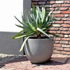 Grigio New Egg Pot Planter - Natural Concrete -Indoor Plants Grigio New Egg Pot Planter Natural Concrete 2