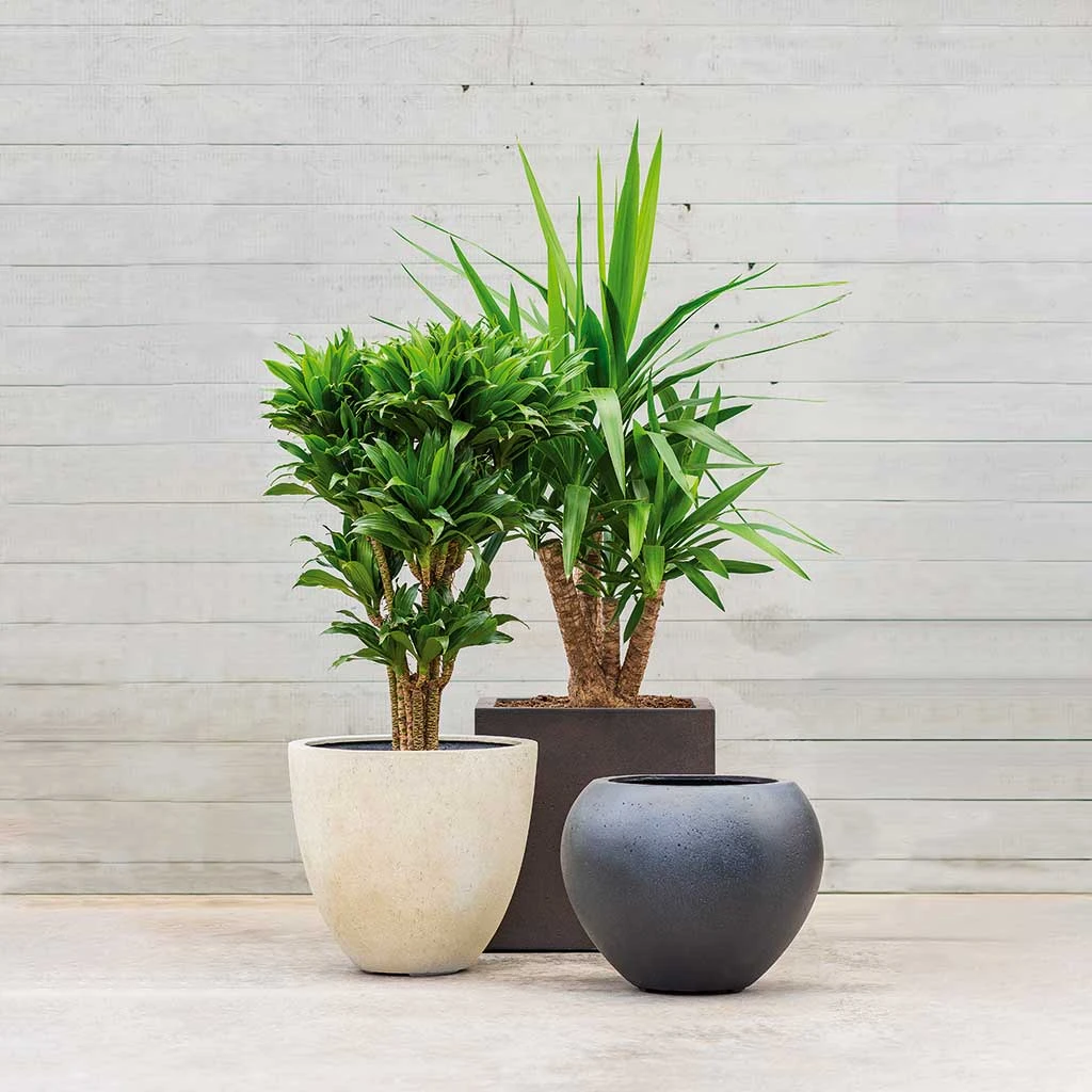 Grigio Egg Pot Planter - Antique White Concrete 4 Grigio Egg Pot Planter - Antique White Concrete - Image 4