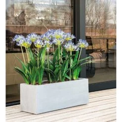 Indoor Plants -Indoor Plants Grigio Trough Planter Antique White Concrete Plants