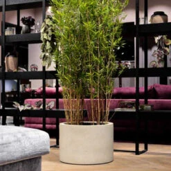 Grigio Cylinder Planter - Antique White Concrete -Indoor Plants GrigioCylinderPlanter AntiqueWhiteConcrete 1