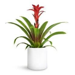 Puk Essentials Planter - Matt White -Indoor Plants Guzmania Calypso Starlight Red Bromeliad 12x45cm Puk Planter Matt White 15x15cm 1 e9eda6be 0adc 4fa0 9e1b 5fb84df685e7