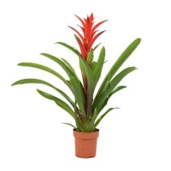 Guzmania Lingulata - Amaretto Red Bromeliad -Indoor Plants Guzmania Lingulata Amaretto Red Bromeliad 13x55cm