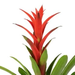 Guzmania Lingulata - Amaretto Red Bromeliad -Indoor Plants Guzmania Lingulata Amaretto Red Bromeliad 13x55cm 3