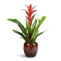 Guzmania Lingulata - Amaretto Red Bromeliad -Indoor Plants Guzmania Lingulata Amaretto Red Bromeliad 13x55cm Kae Plant Pot Cayenne 19x66cm 1