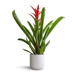 Guzmania Lingulata - Amaretto Red Bromeliad -Indoor Plants Guzmania Lingulata Amaretto Red Bromeliad 13x55cm Lisbon Plant Pot White 15x15cm b0d5521f f9a2 4aa2 9294 bb0e81726156