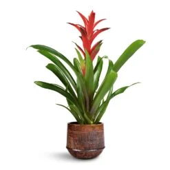 Guzmania Lingulata - Amaretto Red Bromeliad -Indoor Plants Guzmania Lingulata Amaretto Red Bromeliad 13x55cm Noud Plant Pot Copper 17x15cm 1