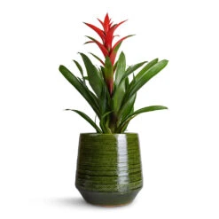 Remi Plant Pot - Green -Indoor Plants Guzmania Lingulata Amaretto Red Bromeliad 13x55cm Remi Plant Pot Green 23x25cm b1fbebd2 71b4 48c4 b929 387cf20bbfdb