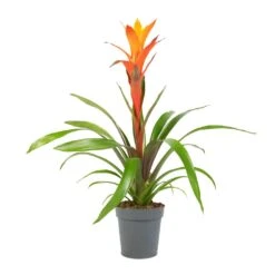 Guzmania Variada - Jazz Orange Bromeliad -Indoor Plants Guzmania Variada Jazz Orange Bromeliad 13x55cm 1