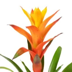 Guzmania Variada - Jazz Orange Bromeliad -Indoor Plants Guzmania Variada Jazz Orange Bromeliad 13x55cm 2