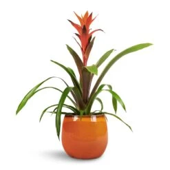 Charlotte Plant Pot - Orange -Indoor Plants Guzmania Variada Jazz Orange Bromeliad 13x55cm Charlotte Plant Pot Orange 19x16cm 1 f30724a3 fc9a 400c 86b4 c2dfb7b290e2