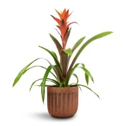 Guzmania Variada - Jazz Orange Bromeliad -Indoor Plants Guzmania Variada Jazz Orange Bromeliad 13x55cm Duncan Plant Pot Rust 17x16cm 1