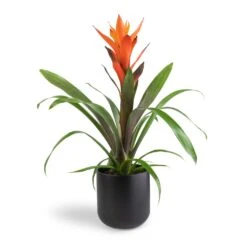 Guzmania Variada - Jazz Orange Bromeliad -Indoor Plants Guzmania Variada Jazz Orange Bromeliad 13x55cm Lisbon Plant Pot Anthracite 15x15cm