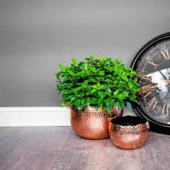 Hammered Bowl - Copper With Black -Indoor Plants Hammered Bowl Copper Lifestyle