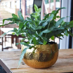 Hammered Bowl - Gold With Black -Indoor Plants Hammered Bowl Gold LS1