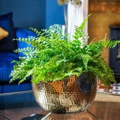 Hammered Bowl - Gold With Black -Indoor Plants Hammered Bowl Gold Lifestyle 2