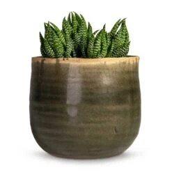Haworthia Zebrina -Indoor Plants Haworthia Zebrina 10.5x16cm Iris Plant Pot Moss Grey 17x13cm daf17958 18e5 4457 9f44 887f8e666dc3