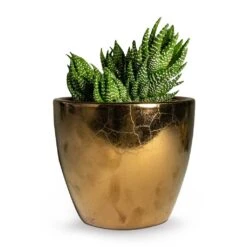 Haworthia Zebrina -Indoor Plants Haworthia Zebrina 10.5x16cm Sven Plant Pot Gold 13x11cm 14cdb169 b68f 473c a25b 1adf97a44577