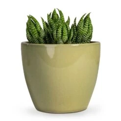 Haworthia Zebrina -Indoor Plants Haworthia Zebrina 10.5x16cm Sven Plant Pot Mint 15x13cm 039a09f1 3339 4fa4 b1a7 5c15050659dc