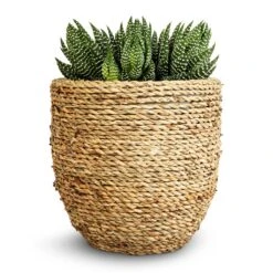 Haworthia Zebrina -Indoor Plants Haworthia Zebrina 10.5x17cm Cody Plant Pot Straw Grass 17x15cm