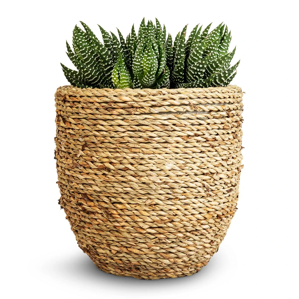 Cody Plant Pot - Straw Grass 16 Cody Plant Pot - Straw Grass - Image 16