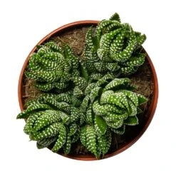 Haworthia Zebrina -Indoor Plants Haworthia Zebrina Houseplant 10.5x16cm birdseye